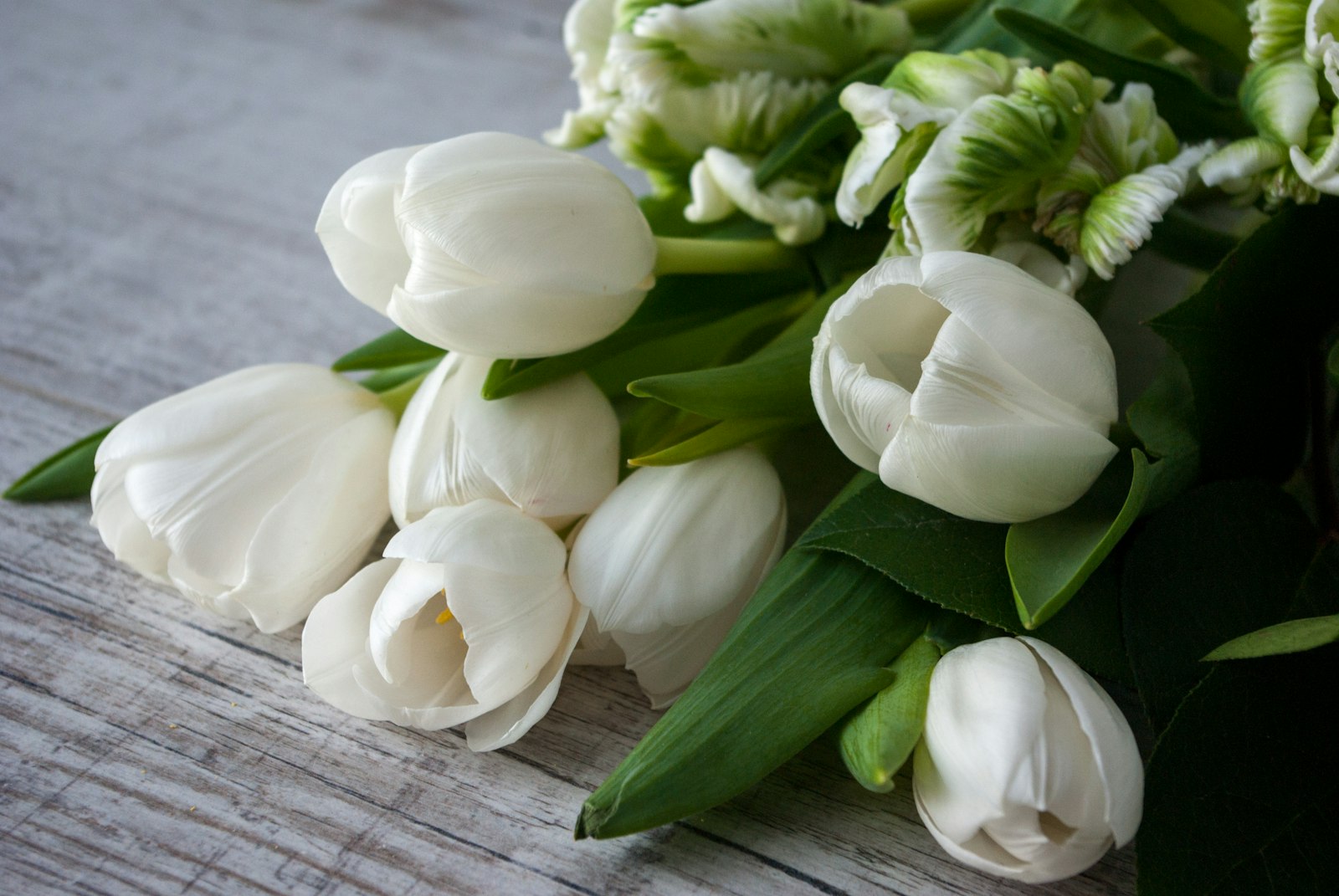 Valkoisia tulppaaneja