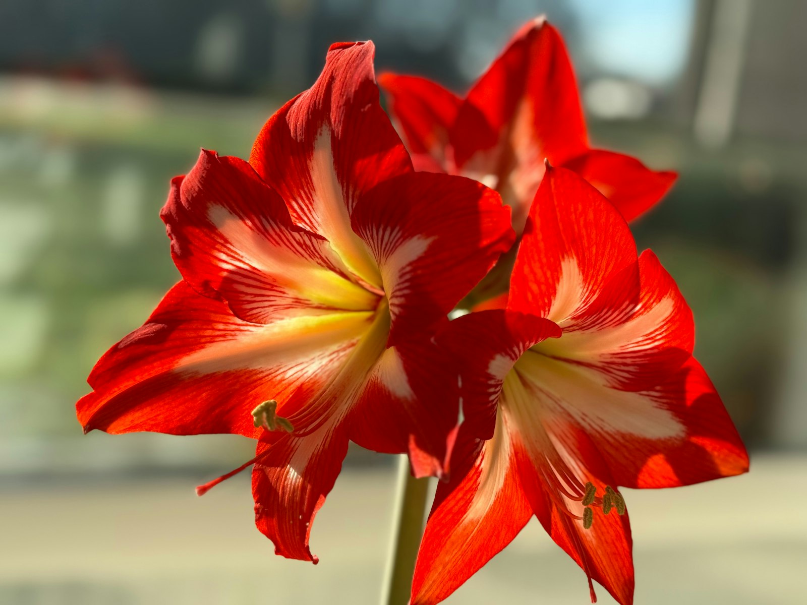 Punainen amaryllis