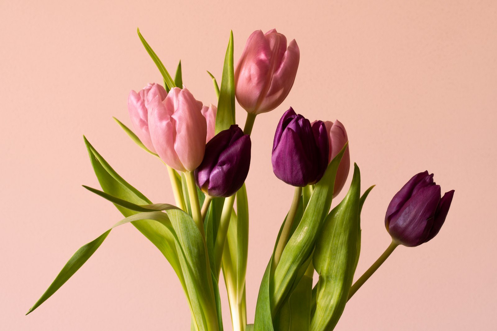 Vaaleanpunaisia ja violetteja tulppaaneja